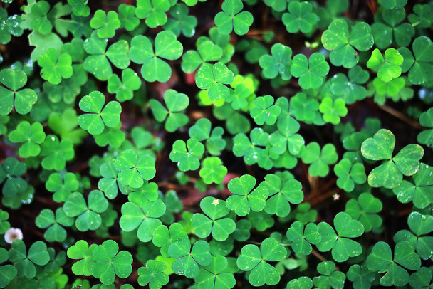 Hintergrund aus Pflanzenklee vierblättrig. Irisches traditionelles Symbol. St.Patrick Day. - Foto, Bild