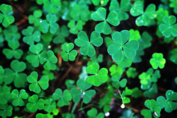 Achtergrond van plantenklaver vier blad. Iers traditioneel symbool. Sint Patrick Dag. - Foto, afbeelding