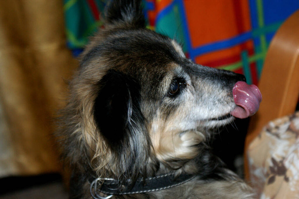 small mongrel dog tongue on top portrait at home colorful background - Photo, Image