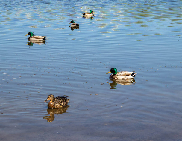 Severodvinsk. Summer day on the Bank of Lake Chayachiy on island of Yagry. Ducks  - Photo, image