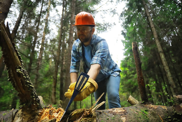 Travailleur masculin avec hache coupant un arbre dans la forêt. - Photo, image