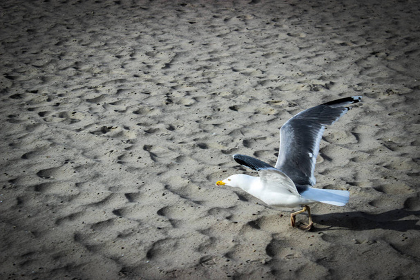 Racek mořský přistává na písečné pláži. Divocí ptáci v přírodě - Fotografie, Obrázek