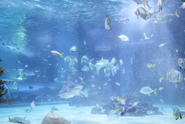 Una bandada de peces tropicales en el agua. Fotografía en un blu de luz
 - Foto, imagen