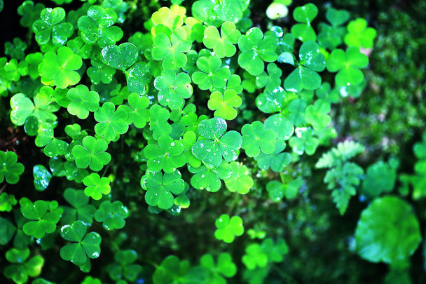 Háttér növényi lóhere négy levél. Ír hagyományos szimbólum. Szent Patrik nap. - Fotó, kép