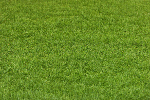 Πράσινο γρασίδι στο χωράφι  - Φωτογραφία, εικόνα
