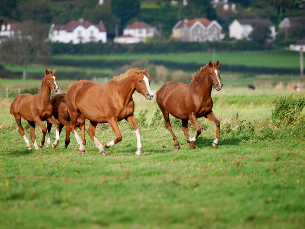 Un petit troupeau de chevaux comprenant des juments et des poulains galope à travers un enclos
. - Photo, image