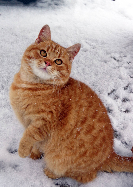 Nuori pörröinen punainen kissa istuu lumessa talvella
 - Valokuva, kuva