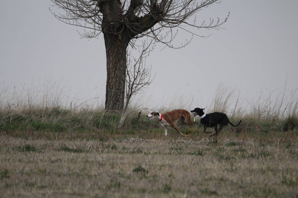 Upea Kuvia koirista espanjalaiset metsästys jänis avoimella pellolla - Valokuva, kuva