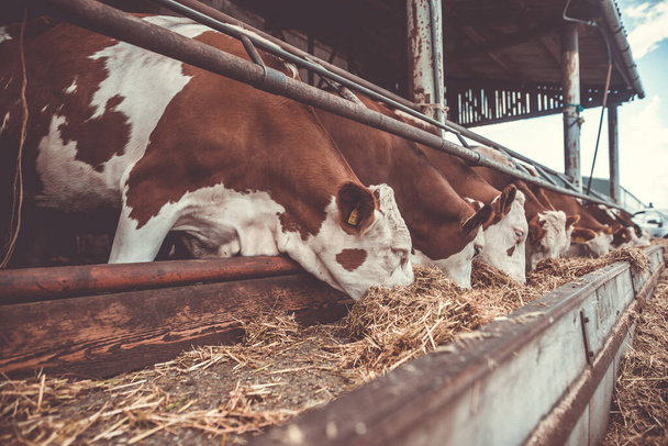 Sıraya dizilmiş bir sürü inek, süt için büyük inek çiftliği, endüstriyel konsept, renk tonlu imaj - Fotoğraf, Görsel