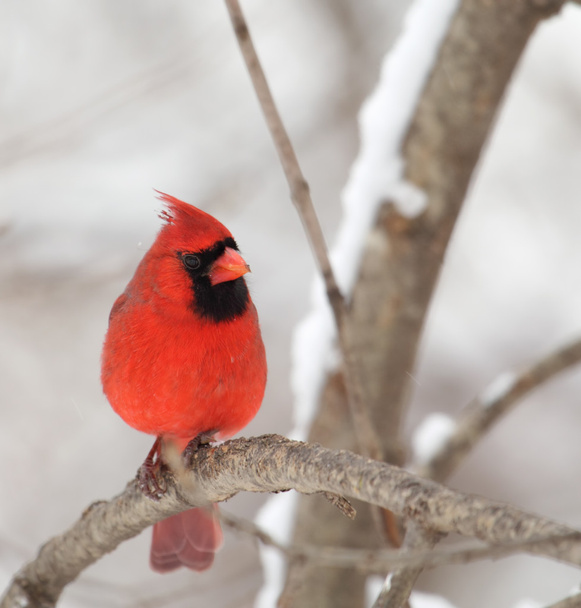Northern Cardinal, Cardinalis cardinalis - Фото, изображение