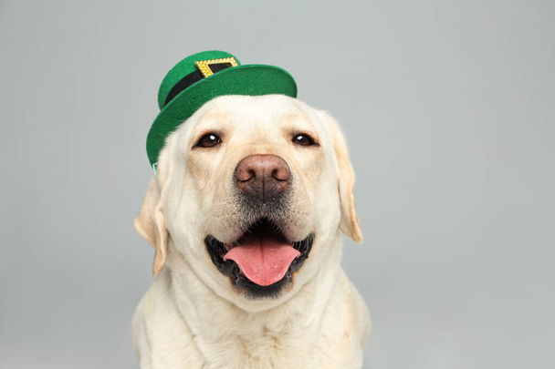 Labrador retriever with leprechaun hat on light grey background. St. Patrick's day - 写真・画像