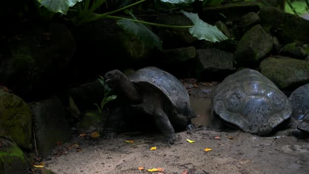 Tortuga gigante de Aldabra navegando sale de la isla de Mahe Seychelles
. - Imágenes, Vídeo