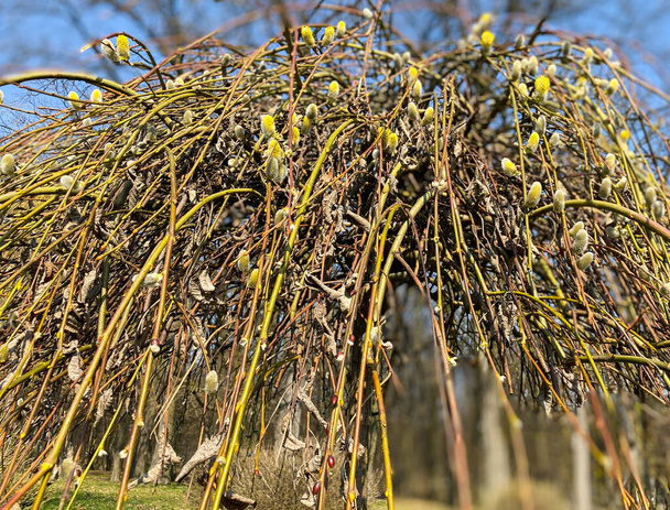 Close-up van de wilgenboom in het voorjaar in het park. - Foto, afbeelding