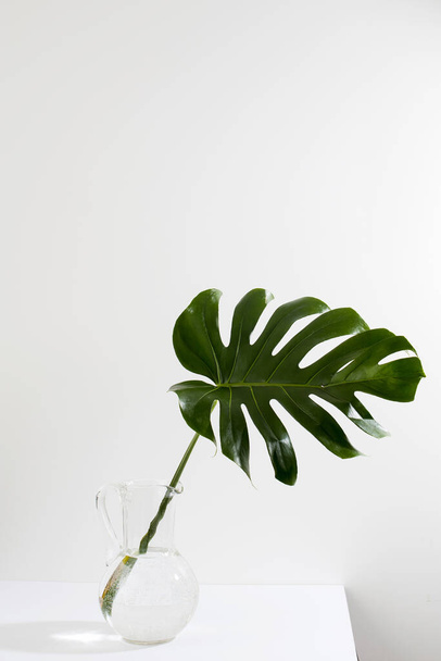 Leaf of monstera in jug is on the table opposite white wall - Fotoğraf, Görsel