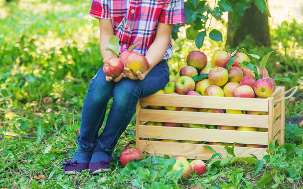 child picks apples in the garden in the garden. Selective focus. - 写真・画像