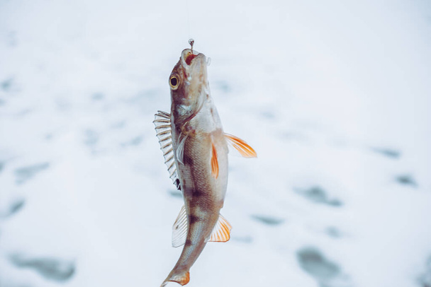 Hiver fond de pêche sur glace - Photo, image