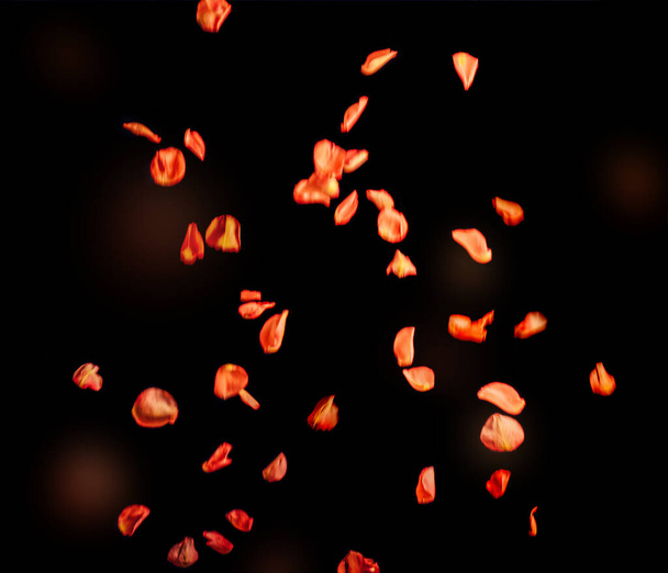 Pétalos de rosa rojo anaranjado flotante, aislados sobre fondo negro
 - Foto, imagen