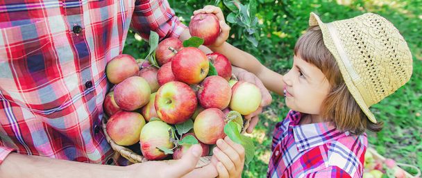 Filha e pai coletam maçãs no jardim. Foco seletivo. natureza
. - Foto, Imagem