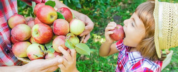 Hija y padre recogen manzanas en el jardín. Enfoque selectivo. naturaleza
. - Foto, imagen