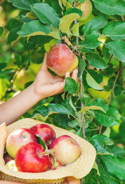 dziecko zbiera jabłka w ogrodzie w ogrodzie. Skupienie selektywne. - Zdjęcie, obraz
