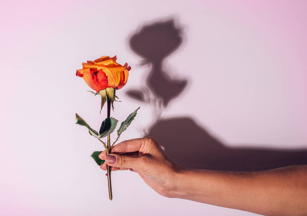 Orange rose on white translucent background and blurred hands of woman under it - Photo, Image