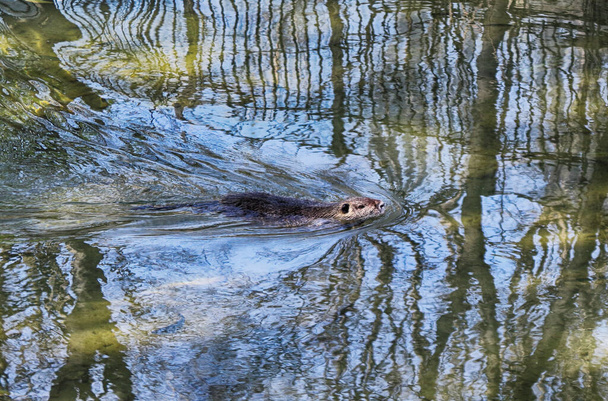 The muskrat (Ondatra zibethicus) floats in the water - Photo, Image