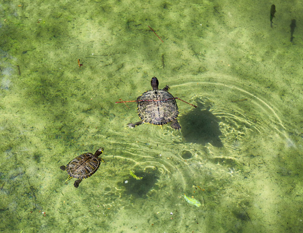 two turtles in the water. Cooter Turtle (Pseudemys Peninsularis.) - Φωτογραφία, εικόνα