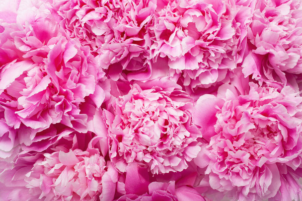 schöne rosa Pfingstrose Blume Hintergrund - Foto, Bild