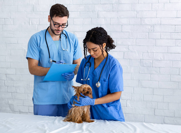 Ветеринарний док і медсестра з милим йоркширським тер'єром у клініці, копіюйте простір. - Фото, зображення