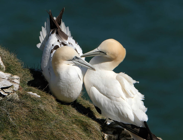 Gannets ovat merilintuja, jotka kuuluvat sulidae-sukuun kuuluvaan Morus-sukuun ja jotka liittyvät läheisesti tisseihin.  - Valokuva, kuva