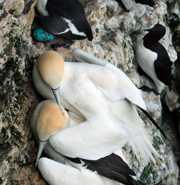 Gannets ovat merilintuja, jotka kuuluvat suvun Morus, suvun Sulidae, jotka liittyvät läheisesti boobies. Nämä ovat parittelupari aikuista.
. - Valokuva, kuva