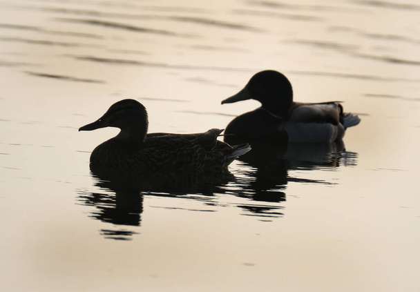 Fırfırlı su gölünde akşam ışığında gölgeli ördekler. İngiltere. - Fotoğraf, Görsel