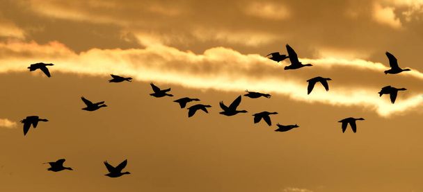 Канада и серые гуси летят над озером в вечернем свете. UK
. - Фото, изображение