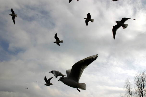 Flock of gulls flying over food source on east coast of Yorkshire, UK. Discarded fi9sh and chips fast food. - Photo, Image