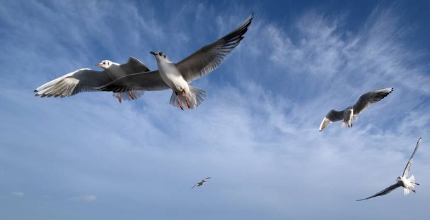 Manada de gaviotas volando sobre la fuente de alimento en la costa este de Yorkshire, Reino Unido. Desechados fi9sh y patatas fritas de comida rápida
. - Foto, imagen