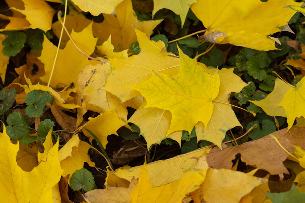 Folhas de bordo multicoloridas sob luz da manhã ensolarada. O bordo colorido do outono deixa o fundo em um dia ensolarado. Folhas de bordo de outono
 - Foto, Imagem