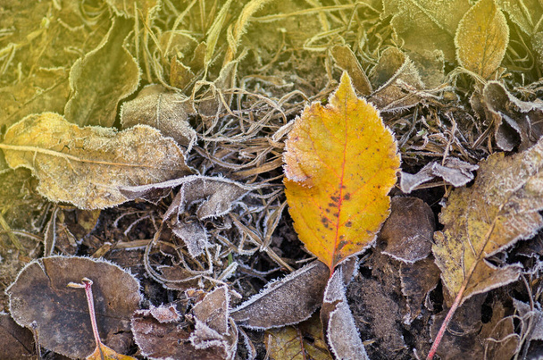 Autumn leaves on the sun. Autumn fall colorful background. Autumn leaf fall - Photo, Image