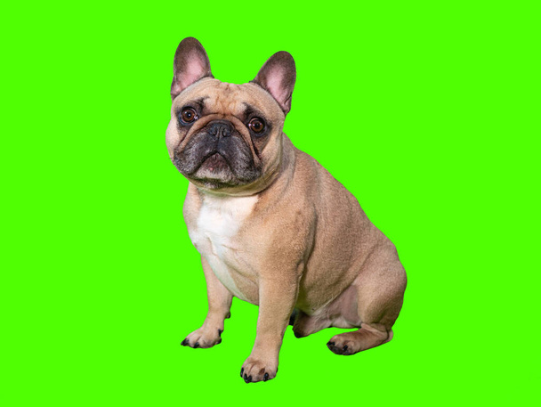 Χαριτωμένο γαλλικό μπουλντόγκ σκυλί στην πράσινη οθόνη chroma κλειδί κοιτάζοντας την κάμερα - Φωτογραφία, εικόνα