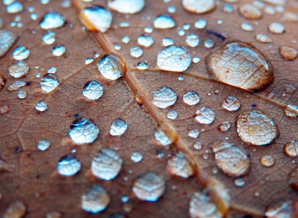 gouttes de pluie sur feuille de chêne
 - Photo, image