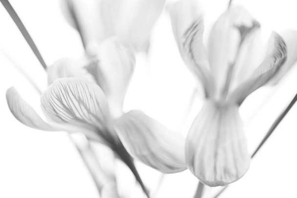 Crocus flowers bouquet. Side view on bright background. BW photo - Photo, image