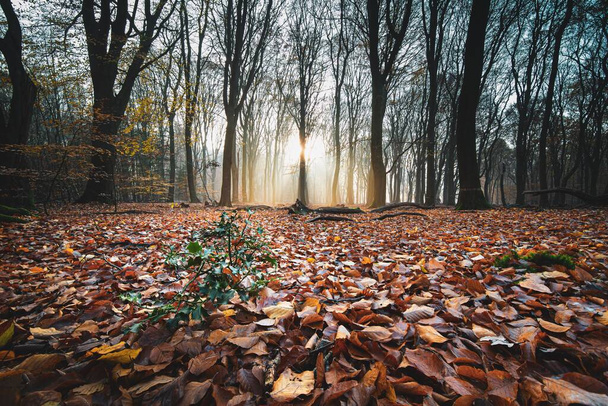 Un tiro de alto ángulo de hojas rojas de otoño en el suelo en un bosque con árboles en la parte posterior al atardecer
 - Foto, Imagen