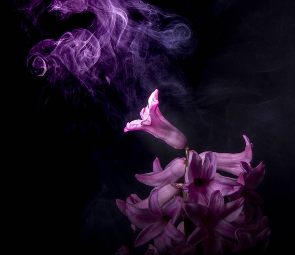An abstract shot of a bunch of pink pearl hyacinth flowers against a black background with pink smoke - Foto, imagen