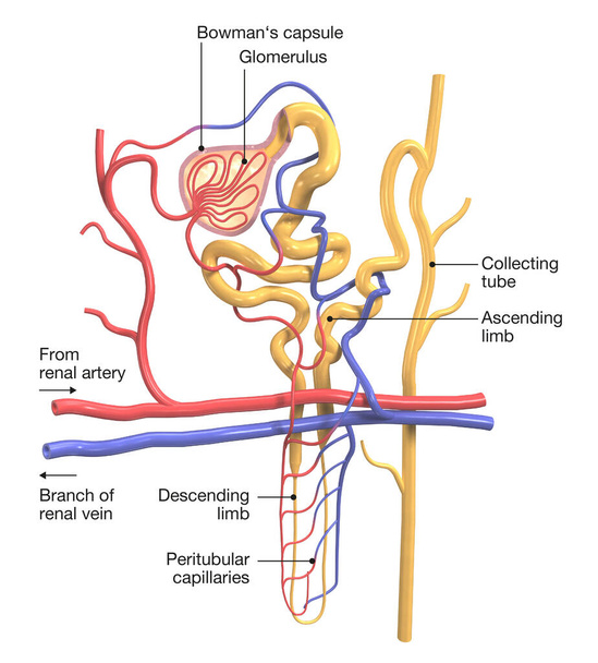 Nephron structure in kidney, medically 3D illustration on white background - Photo, Image