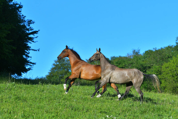 Due cavalli akhal teke che corrono nel pascolo. Animali da gregge felici
. - Foto, immagini