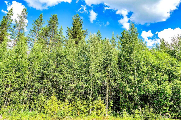 A beautiful shot of a forest with green tall trees under a blue sky - Photo, Image
