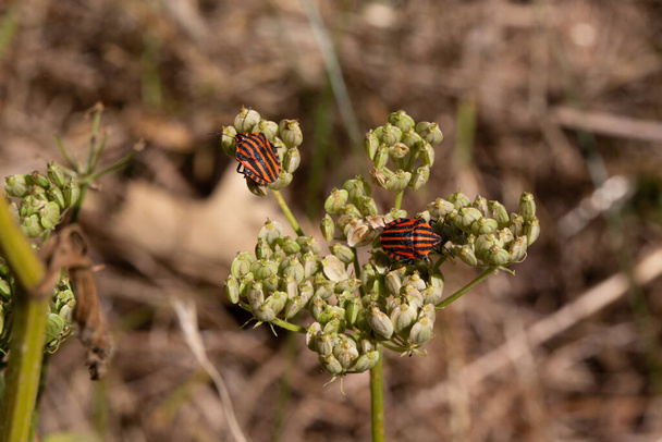 Striped bugs crawling on umbels - Photo, Image