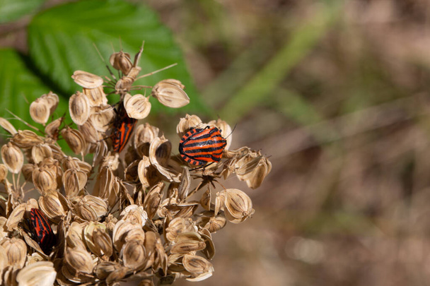 Striped bugs crawling on umbels - Photo, Image