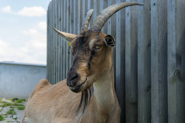 A closeup shot of a goat on a blurred background - Fotó, kép