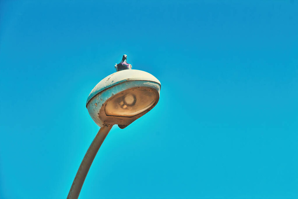 ピジョン鳥は立っており、澄んだ美しい空と夏の晴れた日にテルアビブの街灯のポストに座っています。コピースペースで閉じる. - 写真・画像