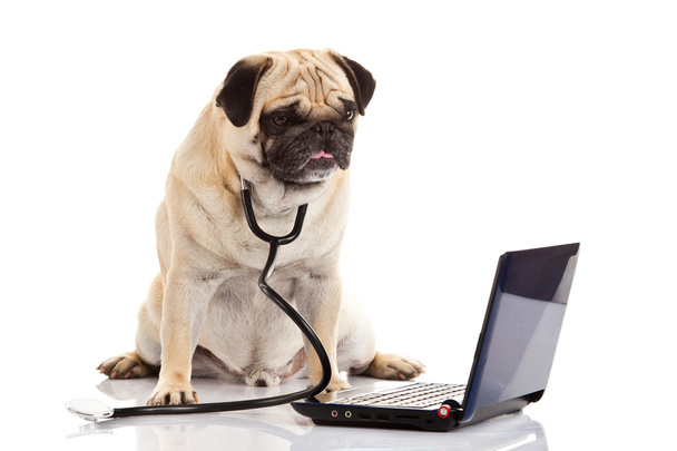 Mops Hund isoliert auf weißem Hintergrund Arzt - Foto, Bild